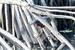 A green heron, Butorides virescens, is standing on a branch extending over the water