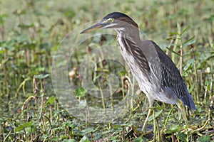 Green heron (Butorides virescens) in a swamp