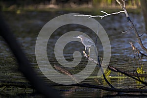 Green heron  Butorides virescens in Wisconsin