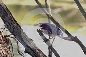 Green heron  Butorides virescens in Wisconsin