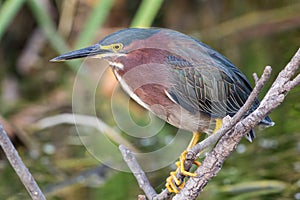 Green heron Butorides virescensclose up