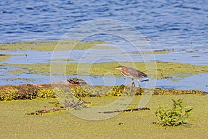 A Green Heron Chases a Turtle