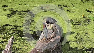 Green heron and Common Gallinule in Florida swamp.