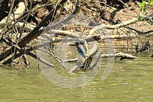 Green heron, Costa Rica, America Central photo