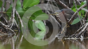 Green Heron fishing, waiting. Scientific name: Butorides virescens maculata.