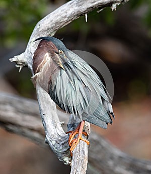 A Green Heron in Florida