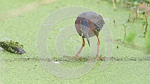 A Green Heron in Florida