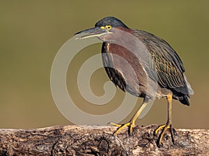 A Green Heron in Florida