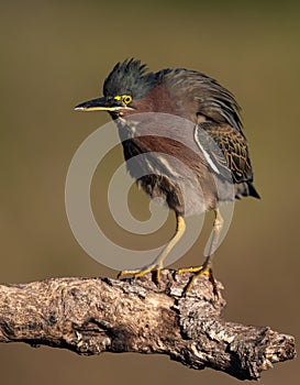 A Green Heron in Florida