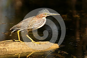 Green Heron in Florida Everglades