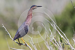 Green Heron at Gordons Pond Cape Henlopen State Park in Lewes Delaware