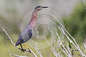 Green Heron at Gordons Pond Cape Henlopen State Park in Lewes Delaware photo