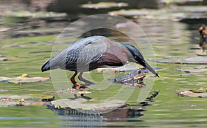 Green Heron Grabs a Fish in Beak