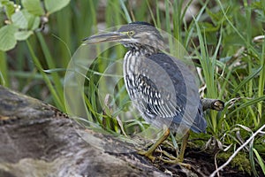 Green Heron, Groene Reiger, Butorides virescens