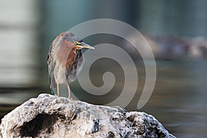 Green heron on the hunt. Filmed on the Yucatan Peninsula