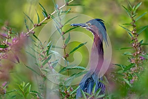 Green Heron hunting