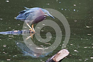 Green Heron hunting