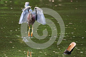 Green Heron hunting