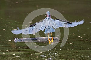 Green Heron hunting