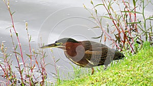 Green Heron Hunting on Bank