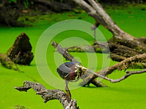 Green Heron Hunting Fish on a Fallen Tree Branch Over a Duck Week Pond