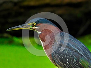 Green Heron Hunting Fish on a Fallen Tree Branch Over a Duck Week Pond
