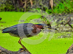 Green Heron Hunting Fish on a Fallen Tree Branch Over a Duck Week Pond