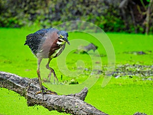 Green Heron Hunting Fish on a Fallen Tree Branch Over a Duck Week Pond