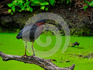 Green Heron Hunting Fish on a Fallen Tree Branch Over a Duck Week Pond