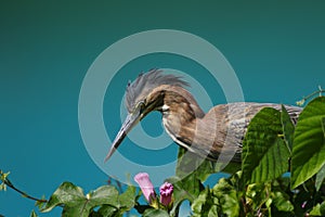 Green heron hunting in the marsh for small insects and food