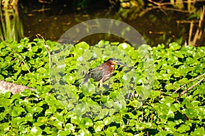 Green heron hunting on top of a log in a river