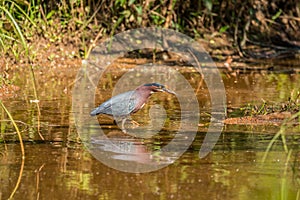 Green heron hunting in the water