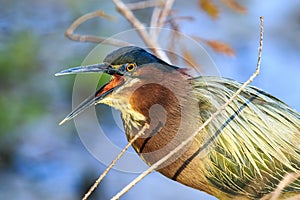 Green Heron