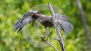 Green Heron, J.N. Ding Darling National Wildlife Refuge, San