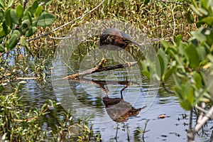 Green Heron, J.N. Ding Darling National Wildlife Refuge, San