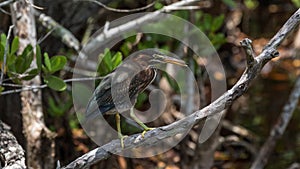 Green Heron, J.N. Ding Darling National Wildlife Refuge, San