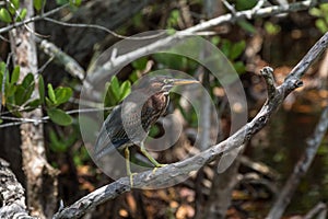 Green Heron, J.N. Ding Darling National Wildlife Refuge, San
