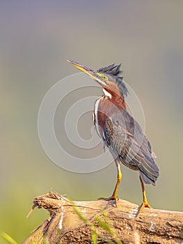 Green heron on log in the sun