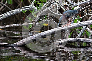 Green Heron looking out for fish in the water. Butorides Virescens