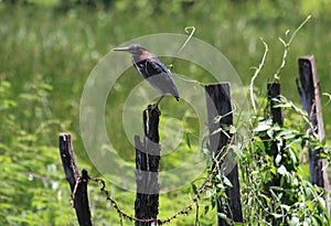 Green heron looking for prey.