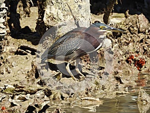 Green Heron in Oyster Bed, Butorides virescens