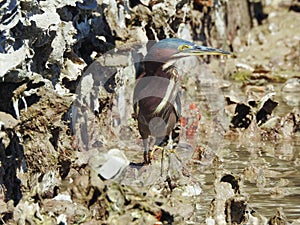 Green Heron in Oyster Bed, Butorides virescens