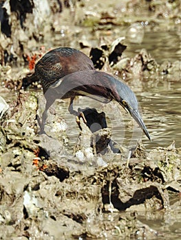 Green Heron in Oyster Bed, Butorides virescens