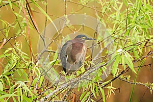 Green Heron Perched On Branch