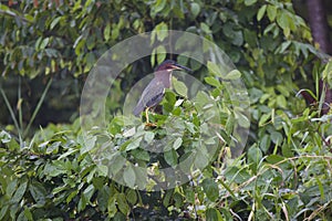 Green heron perched on a branch with lush green foliage. Butorides virescens.