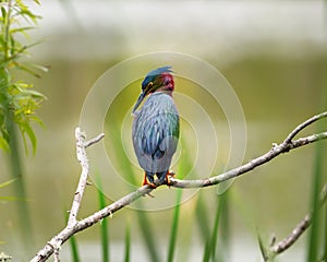 A green heron perched on a limb.