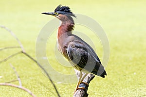 Green Heron Perched on a Log