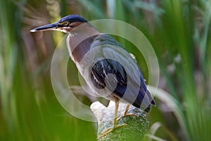 Green Heron Perched on a Log