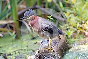 Green Heron Perched on a Log