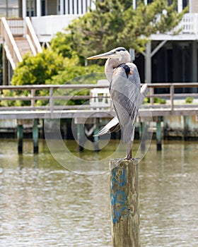 Green Heron perched on a post near the inter coastal waterway photo